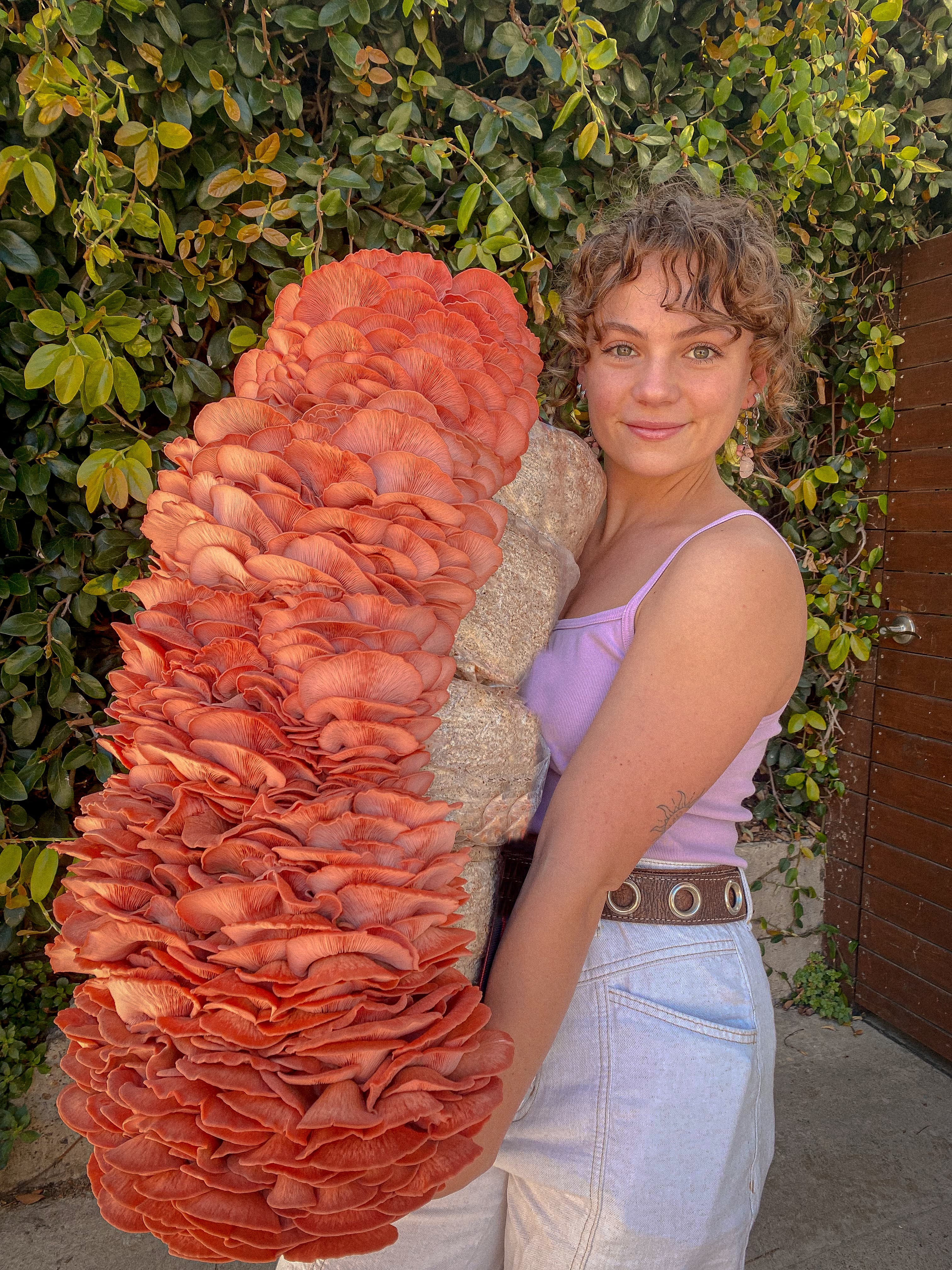 Pink oyster mushrooms grown at home with Golden Mushroom Co.