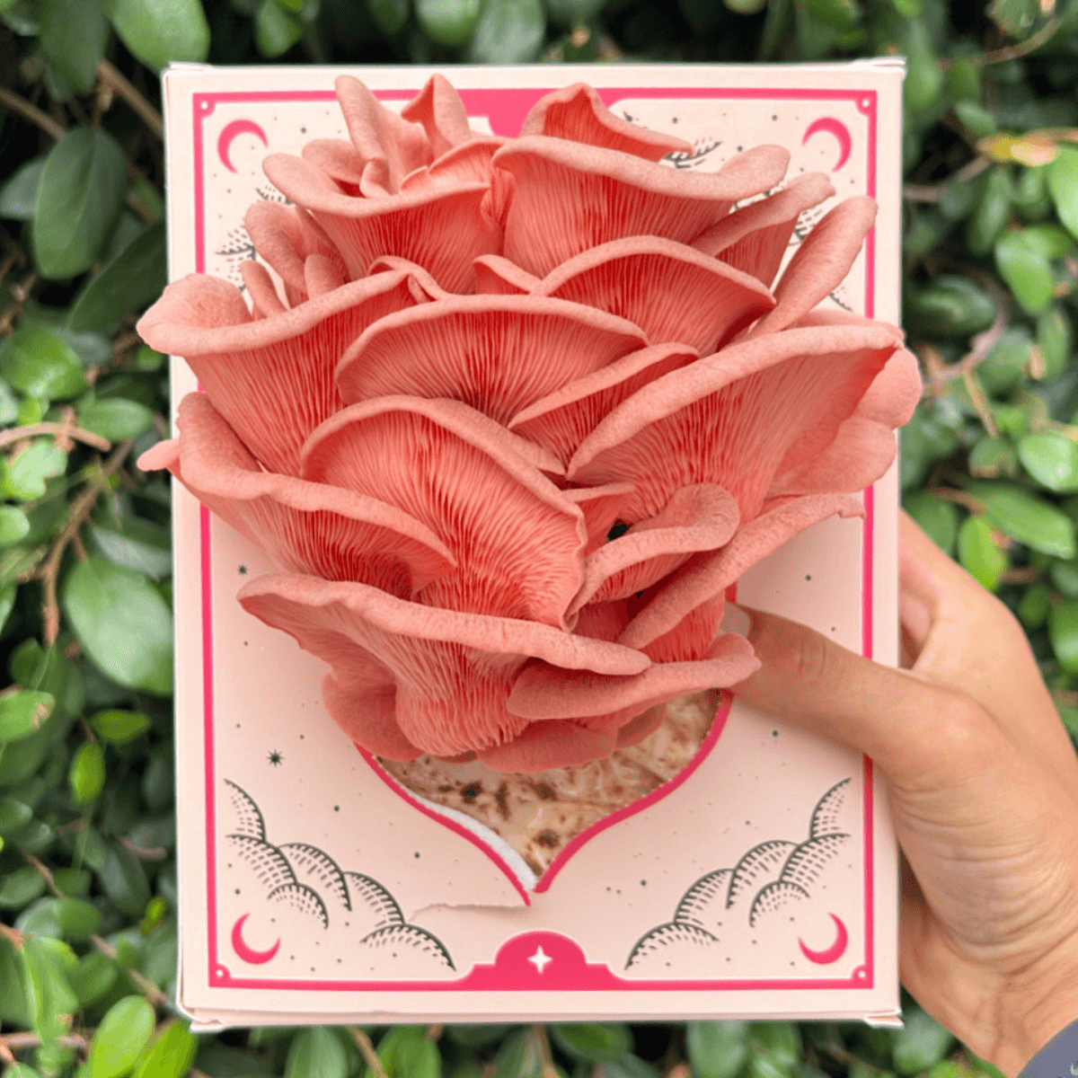 Pink Oyster 3 lb Grow Kit 2